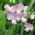 Bredbladiga eviga ärtblandade frön - Lathyrus latifolius - 36 frön