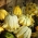 南瓜'荆棘王冠'种子 - 西葫芦 -  75粒种子 - Cucurbita pepo - 種子