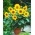 Жълти слънчогледови семена - Helianthus annuus - 40 семена
