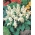 حكيم المدارية - أبيض متنوعة - 10 البذور - Salvia splendens - ابذرة