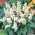 熱帯セージ - 白種 -  10種 - Salvia splendens - シーズ