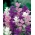 Годишен глина, Орвал - цветен микс - 200 семена - Salvia horminu, S. viridis var. Tricolor