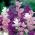 Clary anual, Orval - mix de cores - 200 sementes - Salvia horminu, S. viridis var. Tricolor