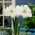 Hipeastrum - White Amaryllis - GIANT bebawang - Hippeastrum