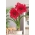 Hippeastrum - Amaryllis - bunga merah jambu - bebawang GIANT