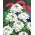 Baltosios Verbenos sėklos - Verbena x hybrida - 120 sėklų