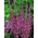 Semințe roz statice - Limonium Suworowii - 1100 de semințe - Limonium suworowii, syn. Psylliostachys suworowii