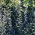 Змішані насіння Патерсона - Echium vulgare - 250 насінин