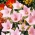 气球花富士粉红色种子 -  Platycodon grandiflorus  -  110种子 - 種子