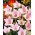 Balon Çiçek Fuji Pembe tohumları-Platycodon grandiflorus-110 tohumları