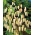 大きい地震の草の種 -  Briza maxima  -  500個の種子 - シーズ
