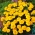 Бархатцы мелкоцветные - Aurora - желтый - 350 семена - Tagetes patula L.