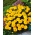 זרעי ציפורן חתול צהוב - Tagetes patula nana fl. pl. - 350 זרעים - Tagetes patula L.