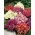 Pillangó Virág vegyes mag - Schizanthus wisetonensis - 900 mag - magok