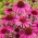 Bíbor kasvirág - 230 magok - Echinacea purpurea