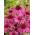Biji Coneflower ungu - Echinacea purpurea - 230 biji - benih