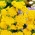 دانه های Ageratum زرد - Lonas annua - 1800 دانه