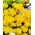 Žuto sjeme Ageratuma - Lonas annua - 1800 sjemenki - sjemenke