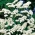 Sjemenke bijele statice - Limonium sinuatum - 105 sjemenki