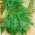 Mizuna, hạt mù tạt Nhật Bản - Brassica rapa nipposinica - 1000 hạt - Brassica rapa var. Japonica