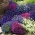 Lobelia blandede farger frø - Lobelia erinus - 6400 frø