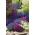 लोबेलिआ मिश्रित रंग के बीज - लोबेलिआ एरिनस - 6400 बीज - 