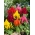 Oškvarky, strieborná srsť - nízka odroda - 600 semien - Celosia argentea plumosa - semená