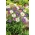 Альпийская астра - сортовая смесь - 240 семян - Aster alpinus - семена