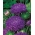 Purple peonija aster - 500 sēklas - Callistephus chinensis