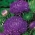 אסטר פוני סגול - 500 זרעים - Callistephus chinensis