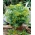 Zahradní kopr "Kytice" - pro pěstování hrnců - Potažené semena - 300 semen - Anethum graveolens L. - semena