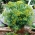 Záhradný kôpor "Kytica" - aj pre pestovanie kvetov - 2800 semien - Anethum graveolens L. - semená