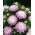 Aster de peônia branco-rosa - 500 sementes - Callistephus chinensis
