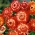 Sempre Viva - laranja - 1200 sementes - Xerochrysum bracteatum