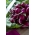Репичка "Виола" - ярко лилава кора - 425 семена - Raphanus sativus L.