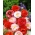 תירס פרג זרעים מעורבים - רואפים Papaver - 7000 זרעים - Papaver rhoeas