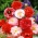 Kukurica Poppy zmiešané semená - Papaver rhoeas - 7000 semien