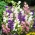 Chuông Canterbury - phối màu - 2000 hạt - Campanula medium