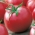 Tomat - Malinowy Kujawski - Lycopersicon esculentum Mill  - seemned