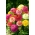Scabiosa cvetovi zinnia - mix - 120 semen - Zinnia elegans scabiosaeflora - semena
