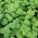 Biji pudina bulat - 1200 biji - Mentha rotundifolia - benih