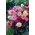 정원 달리아 "디아블로"- 120 종자 - Dahlia variabilis - 씨앗