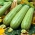 Hạt Zucchini Nimba - Cucurbita pepo - 12 hạt