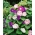 朝顔「ツートーンミックス」の種 - イポメアトリコロール -  56種 - Ipomoea purpurea - シーズ