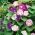 朝顔「ツートーンミックス」の種 - イポメアトリコロール -  56種 - Ipomoea purpurea - シーズ