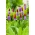 Primrose Κινέζοι σπόροι παγόδα - Primula vialii - 140 σπόροι