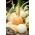 BIO - בצל חורף לבן "Tonda Musona" - זרעים אורגניים מאושרים - 500 זרעים - Allium cepa L.