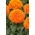 Trpasličí marigold "Calando" - pomaranč - 108 semien - Tagetes erecta  - semená