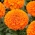 Tagetes erecta - Calando - 108 sementes - laranja