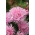 Asterul petalei "Jubileu Roz" - 510 de semințe - Callistephus chinensis 